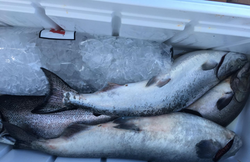 Lake Ontario fishing adventures begin!